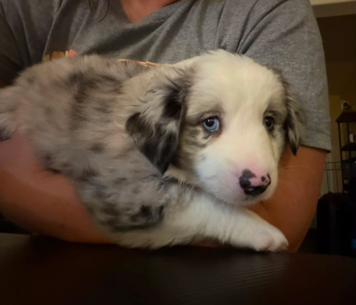 Creed the ranch puppy keeping watch